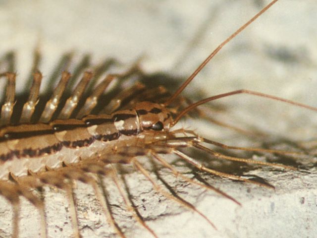 Scutigera coleoptrata