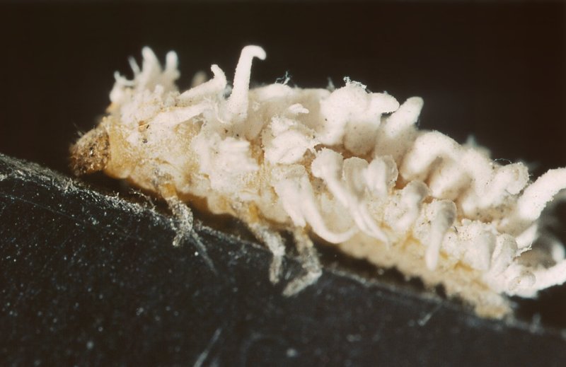 Animaletto cotonoso (larva di Coccinellidae - Cryptolaemus?)