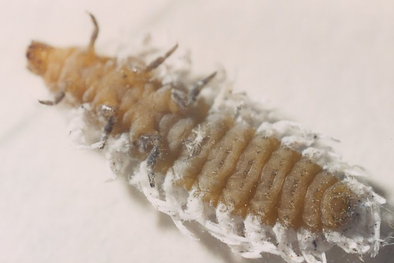 Animaletto cotonoso (larva di Coccinellidae - Cryptolaemus?)