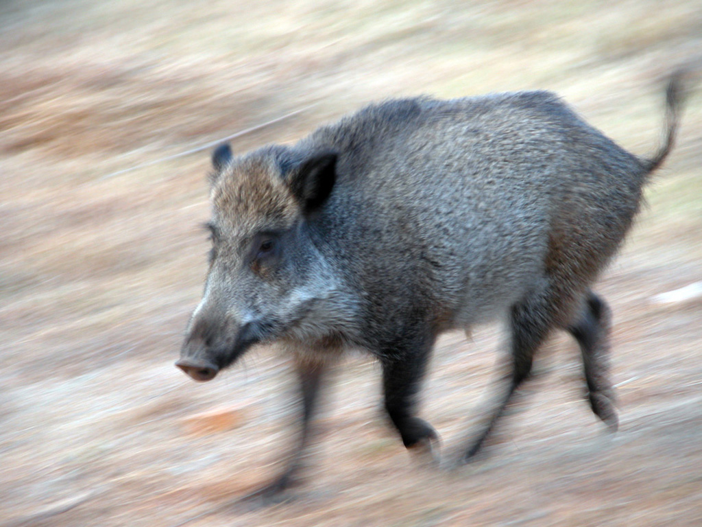 SARDEGNA -La carica del cinghiale