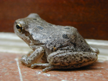 Hyla sarda