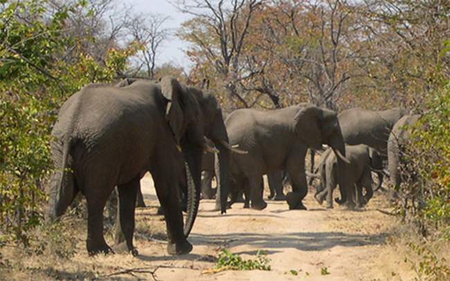 ZAMBIA - incontri ravvicinati