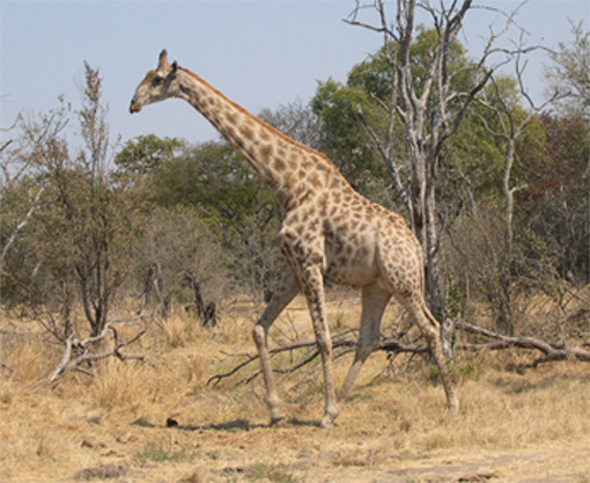 ZAMBIA - incontri ravvicinati