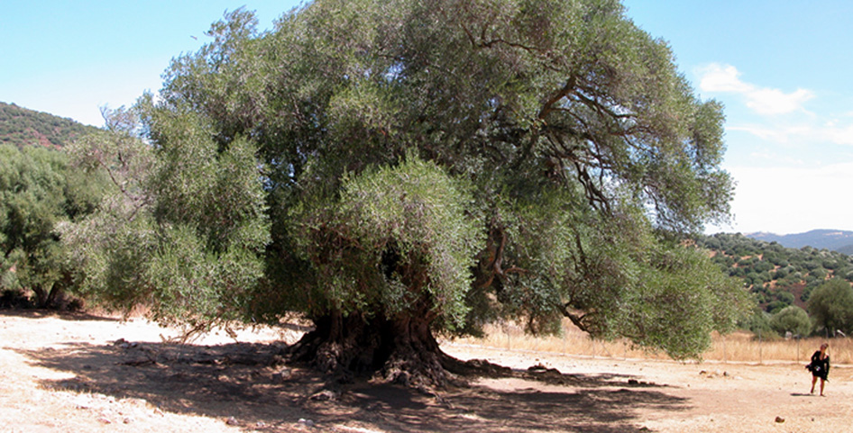 SARDEGNA - Luras