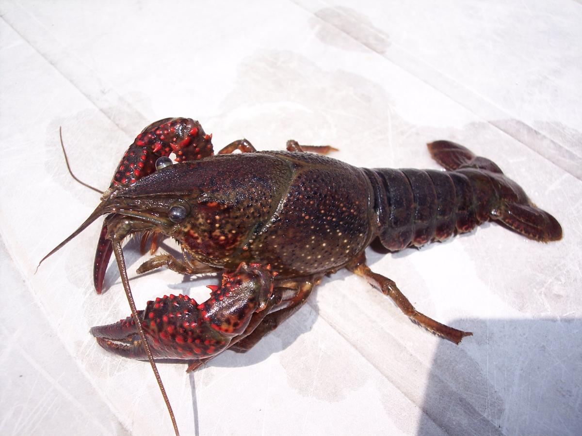 Procambarus clarkii