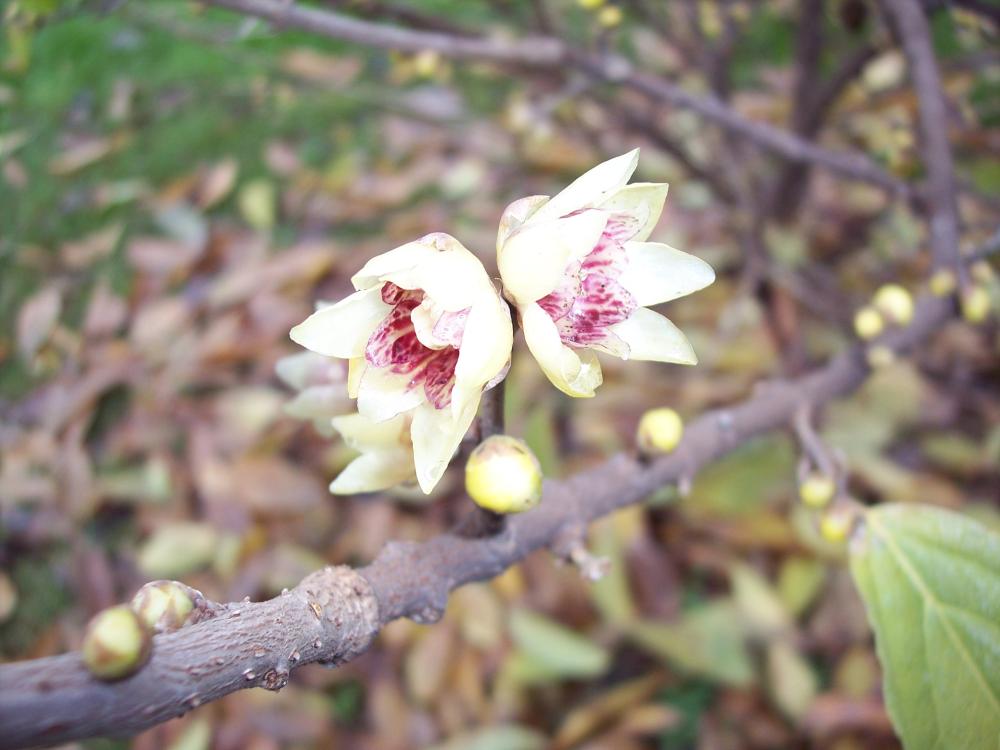 Chimonanthus praecox