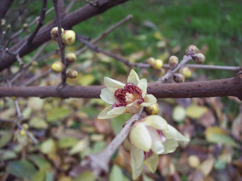 Chimonanthus praecox