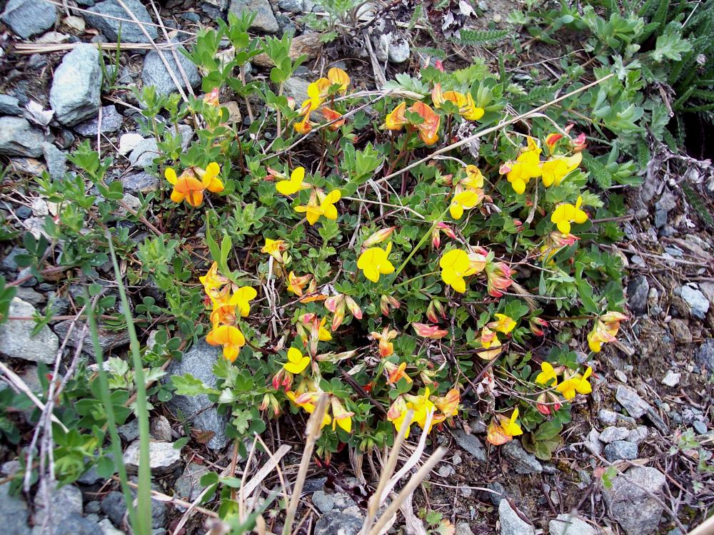 Fiori montani dalla Valle d''Aosta