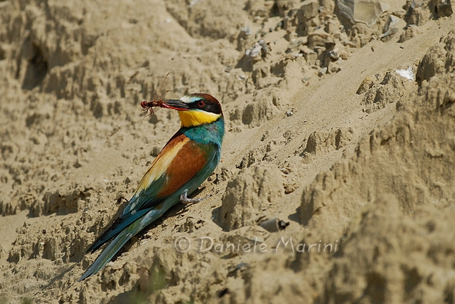 Gruccioni - Merops apiaster