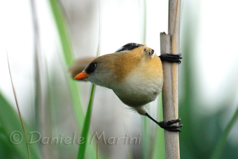 Basettino (Panurus biarmicus)