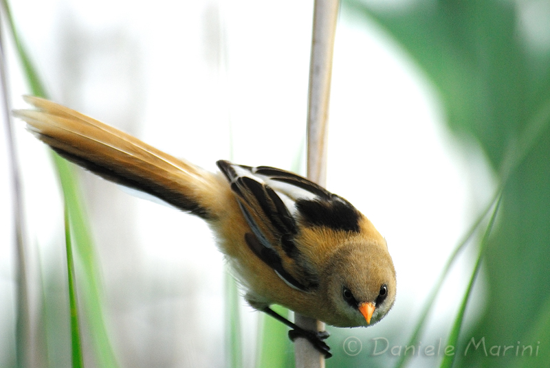 Basettino (Panurus biarmicus)