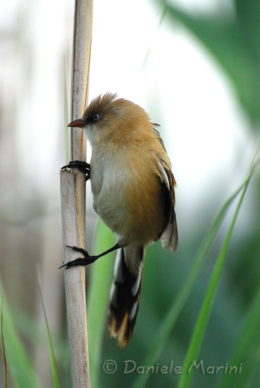 Basettino (Panurus biarmicus)