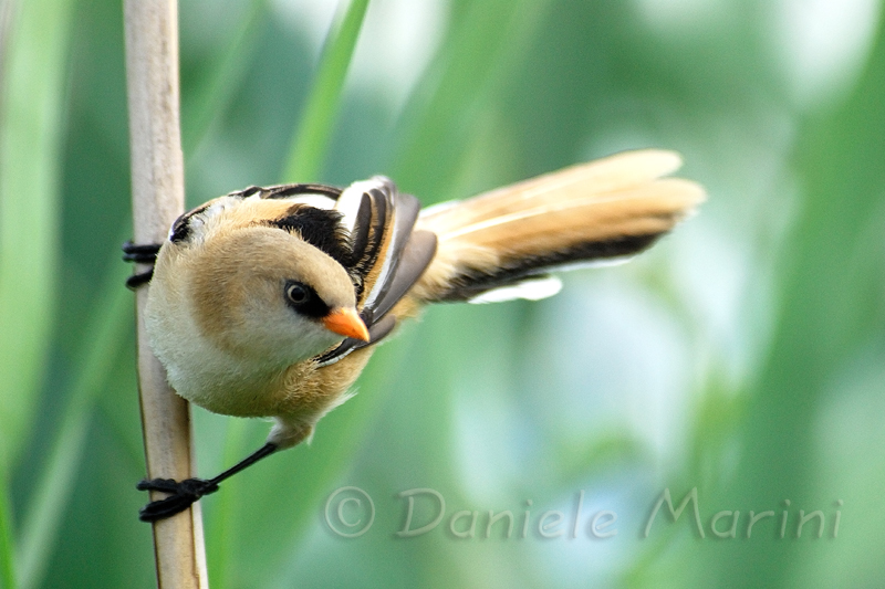 Basettino (Panurus biarmicus)