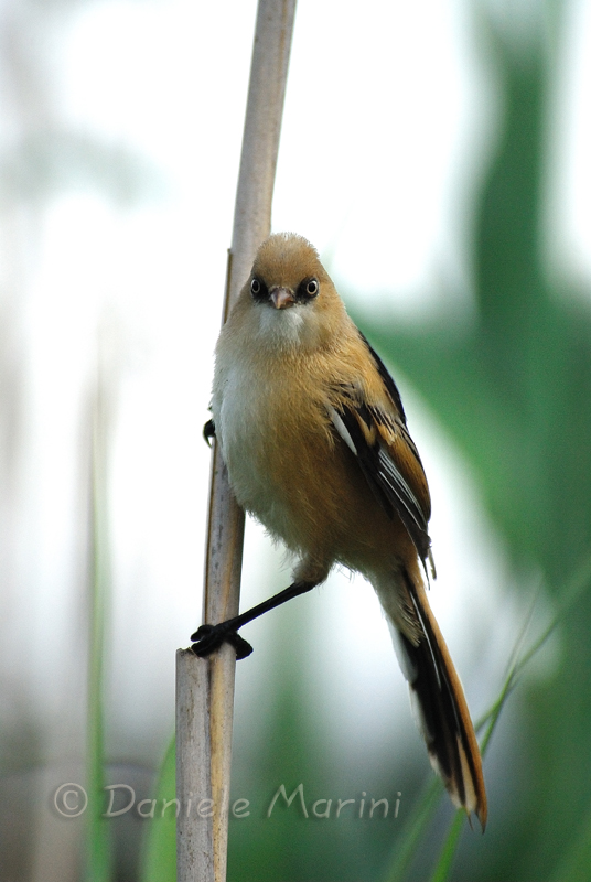 Basettino (Panurus biarmicus)