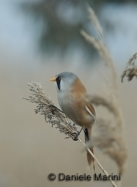 Basettino (Panurus biarmicus)