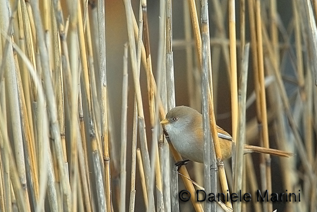 Basettino (Panurus biarmicus)