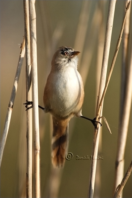 Basettino (Panurus biarmicus)