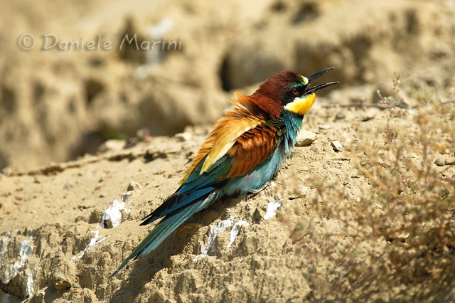 Gruccioni - Merops apiaster