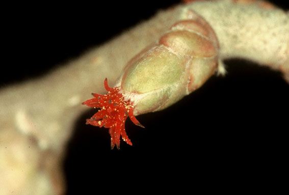 Corylus avellana - nocciolo