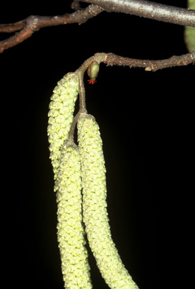 Corylus avellana - nocciolo