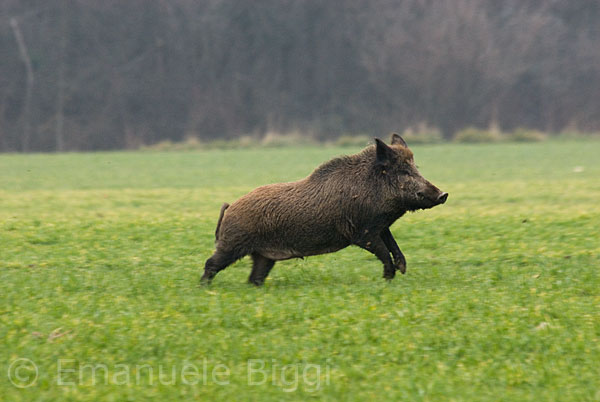 Cinghiale in corsa