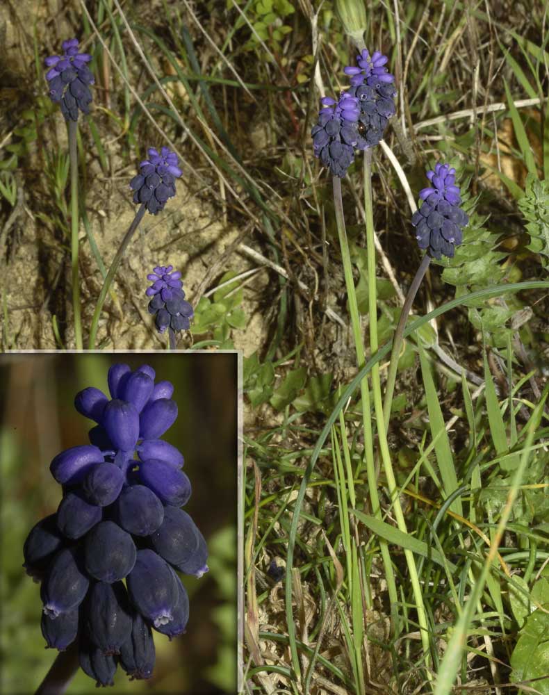 Muscari neglectum