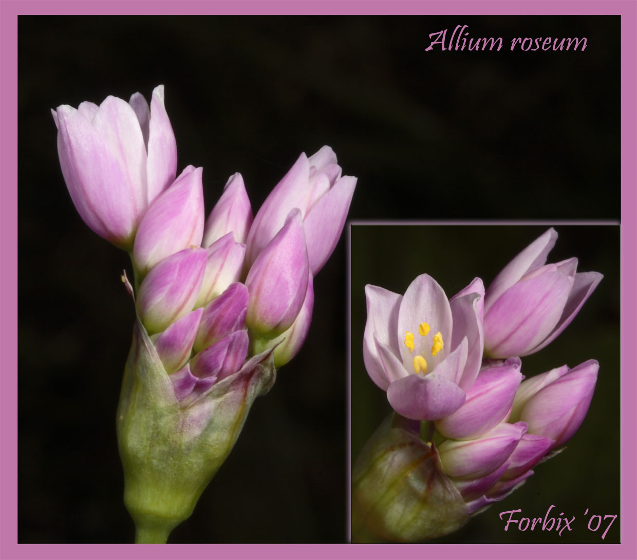 Allium roseum L. / Aglio roseo