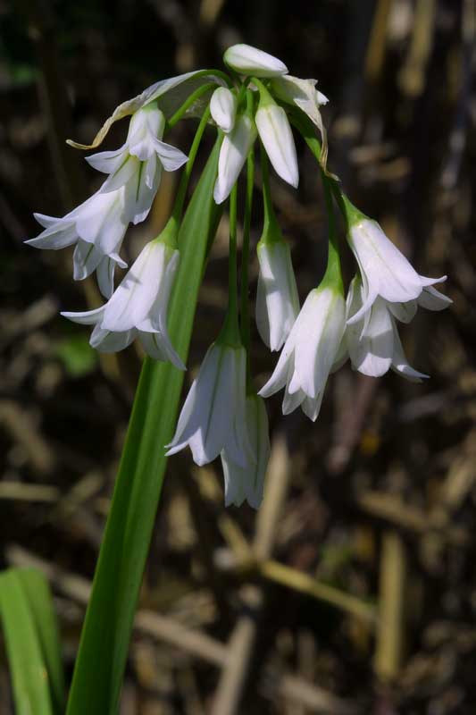 Allium cfr. neapolitanum  e Allium triquetrum