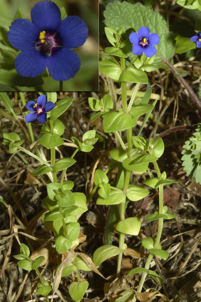 Anagallys foeminea? no, Lysimachia (=Anagallis) arvensis