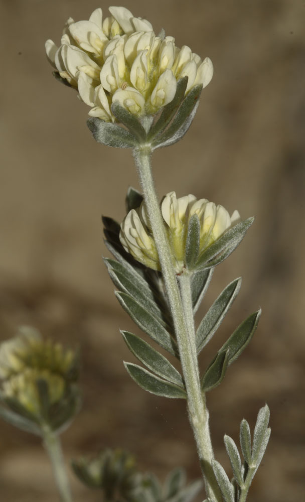 Anthyllis barba-jovis / Vulneraria barba di Giove