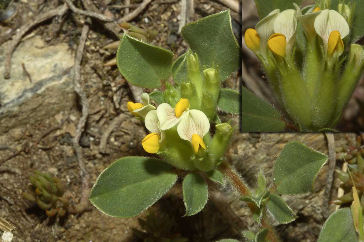 Tripodion tetraphyllum / Vulneraria annuale