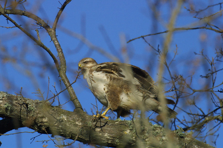 Poiana - Buteo buteo