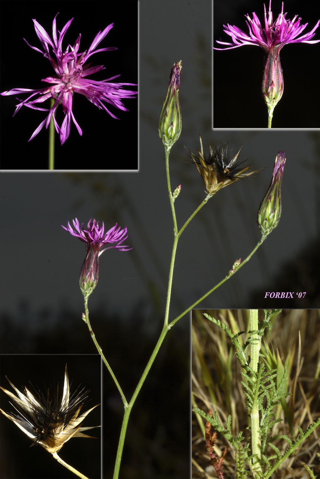 Crupina cfr. crupinastrum