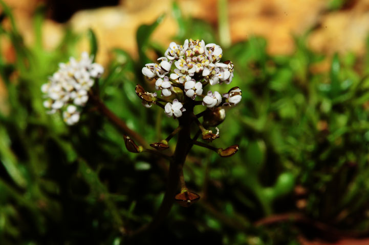 Teesdalia coronopifolia / Teesdalia con foglie di coronopo