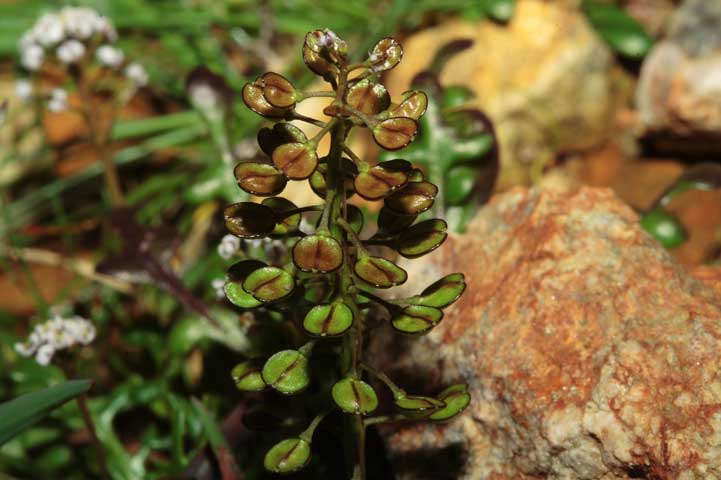 Teesdalia coronopifolia / Teesdalia con foglie di coronopo