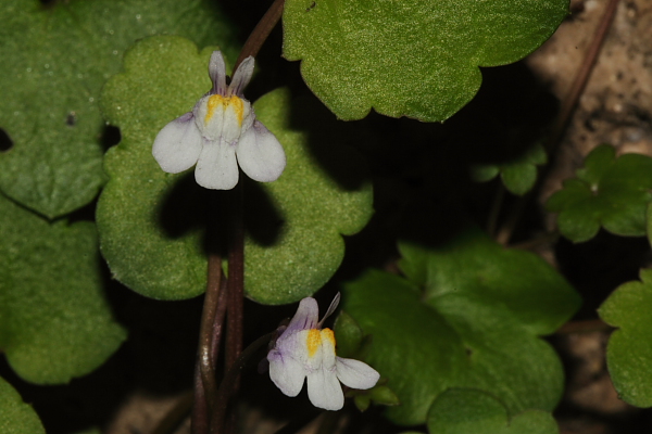 Cymbalaria muralis / Ciombolino comune