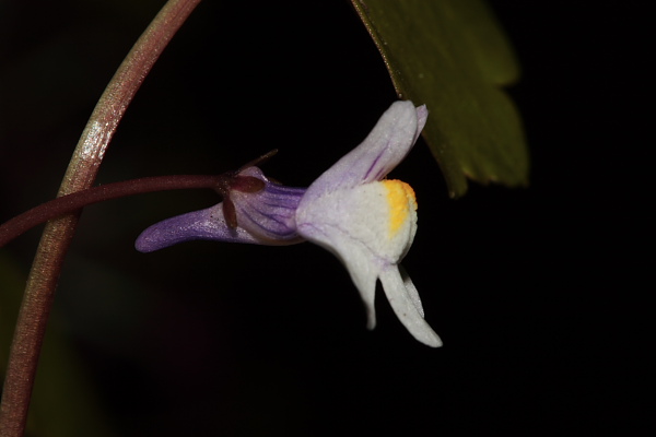 Cymbalaria muralis / Ciombolino comune