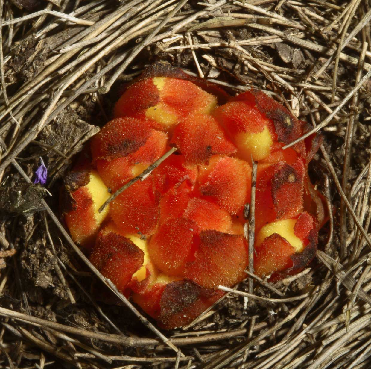 Cytinus ruber / Ipocisto rosso