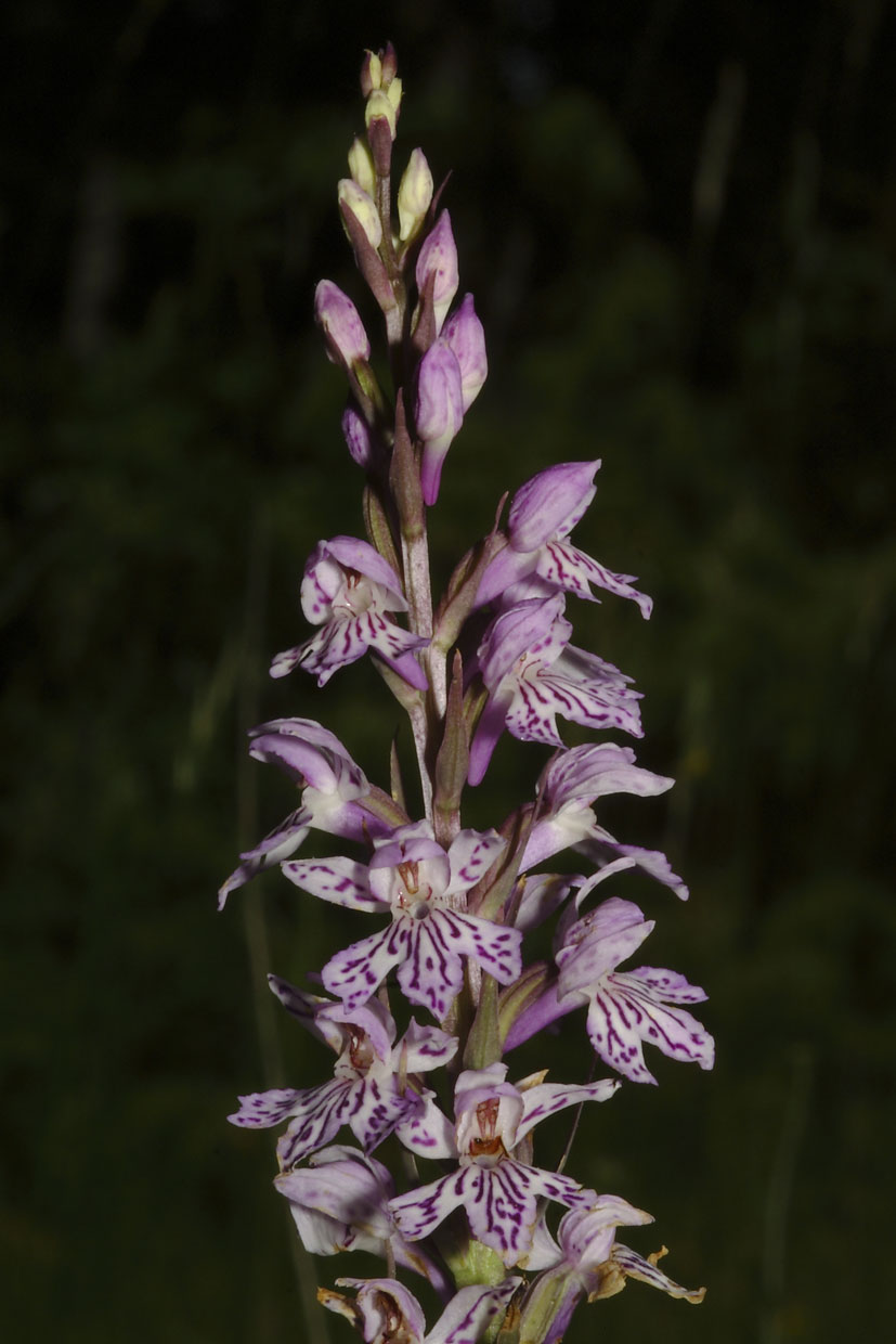 Orchis provincialis