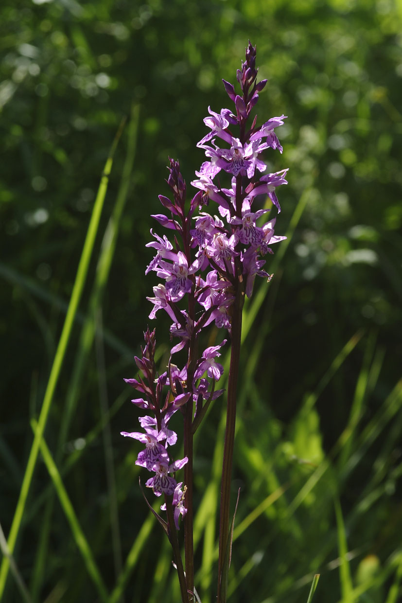 Orchis provincialis