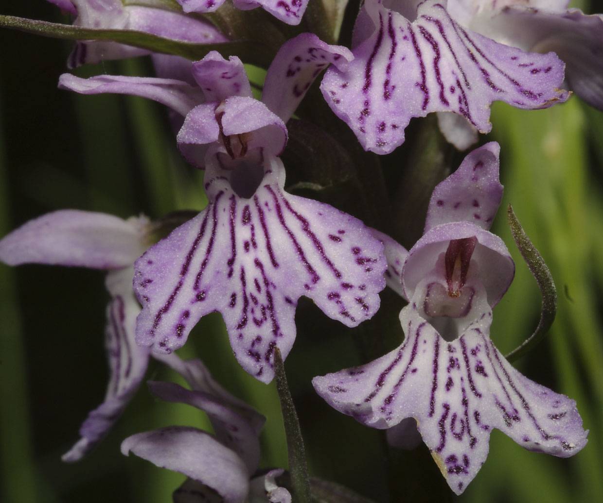 Orchis provincialis