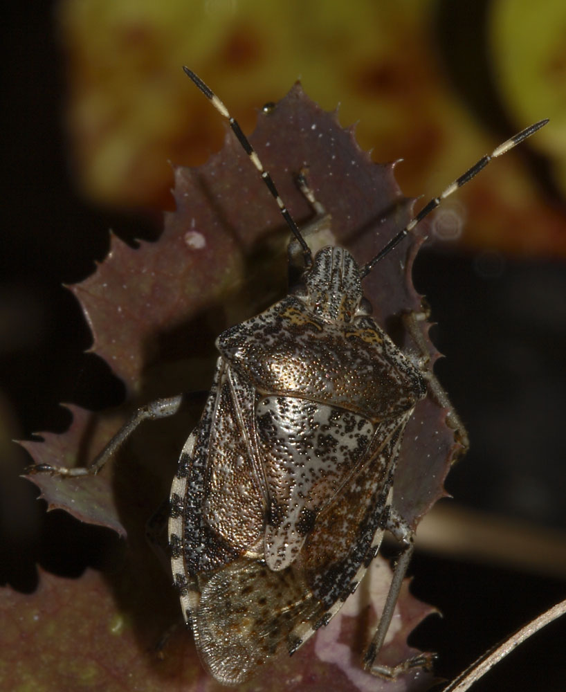 Emittero da identificare: Rhaphigaster nebulosa