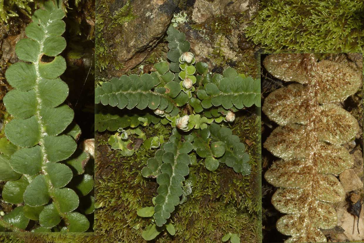 Asplenium ceterach / Cedracca comune