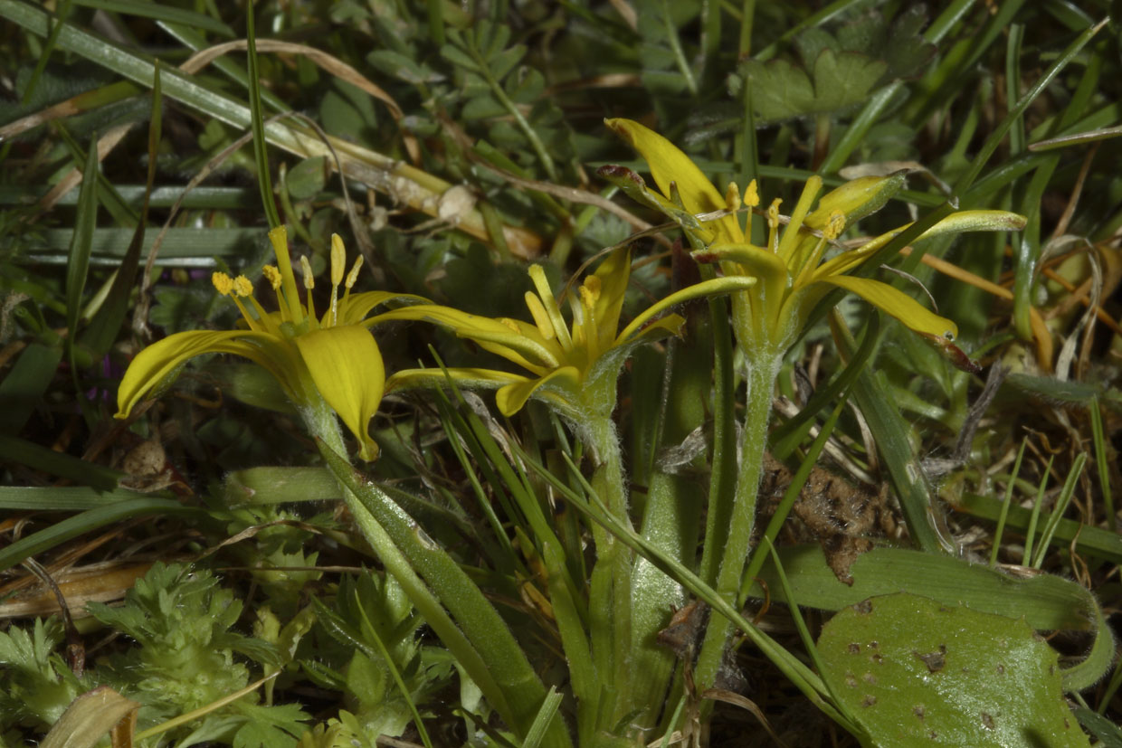 Gagea granatellii