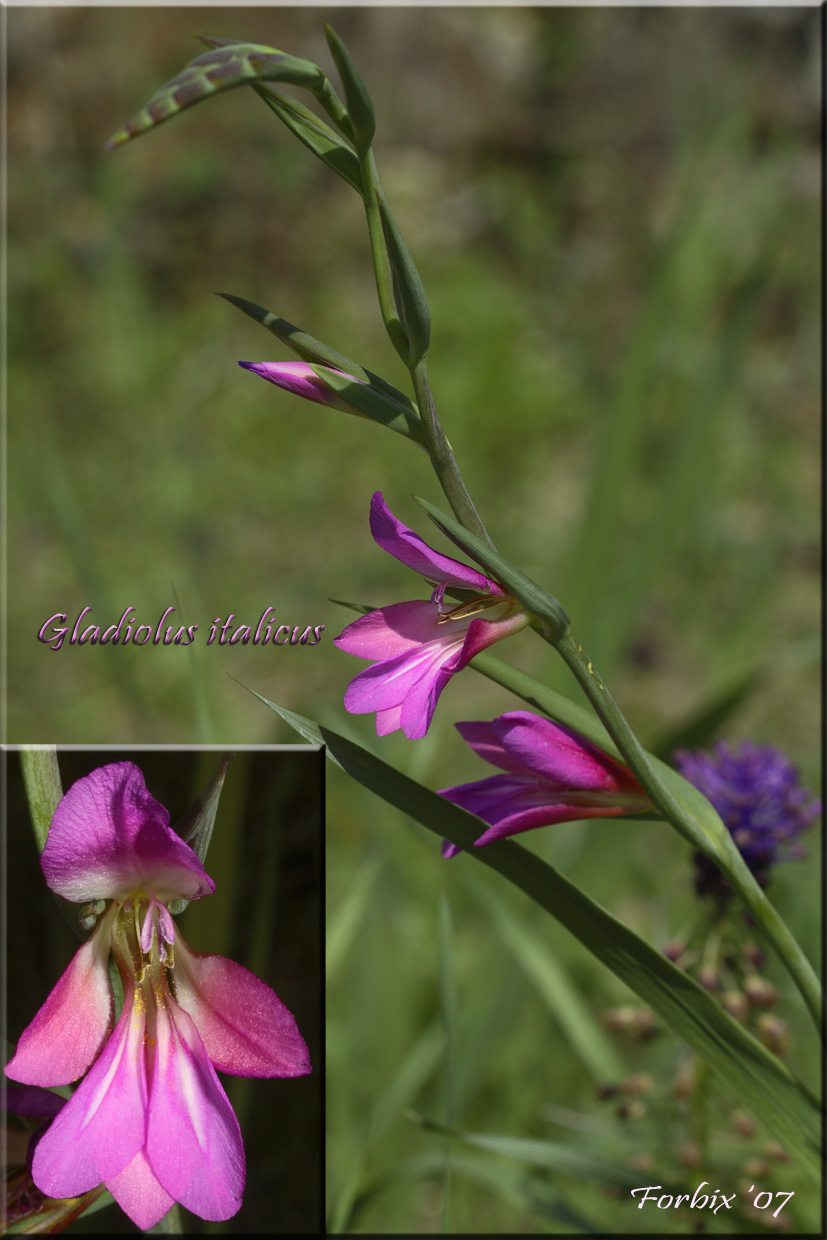 Gladiolus italicus (=segetum) / Gladiolo delle messi