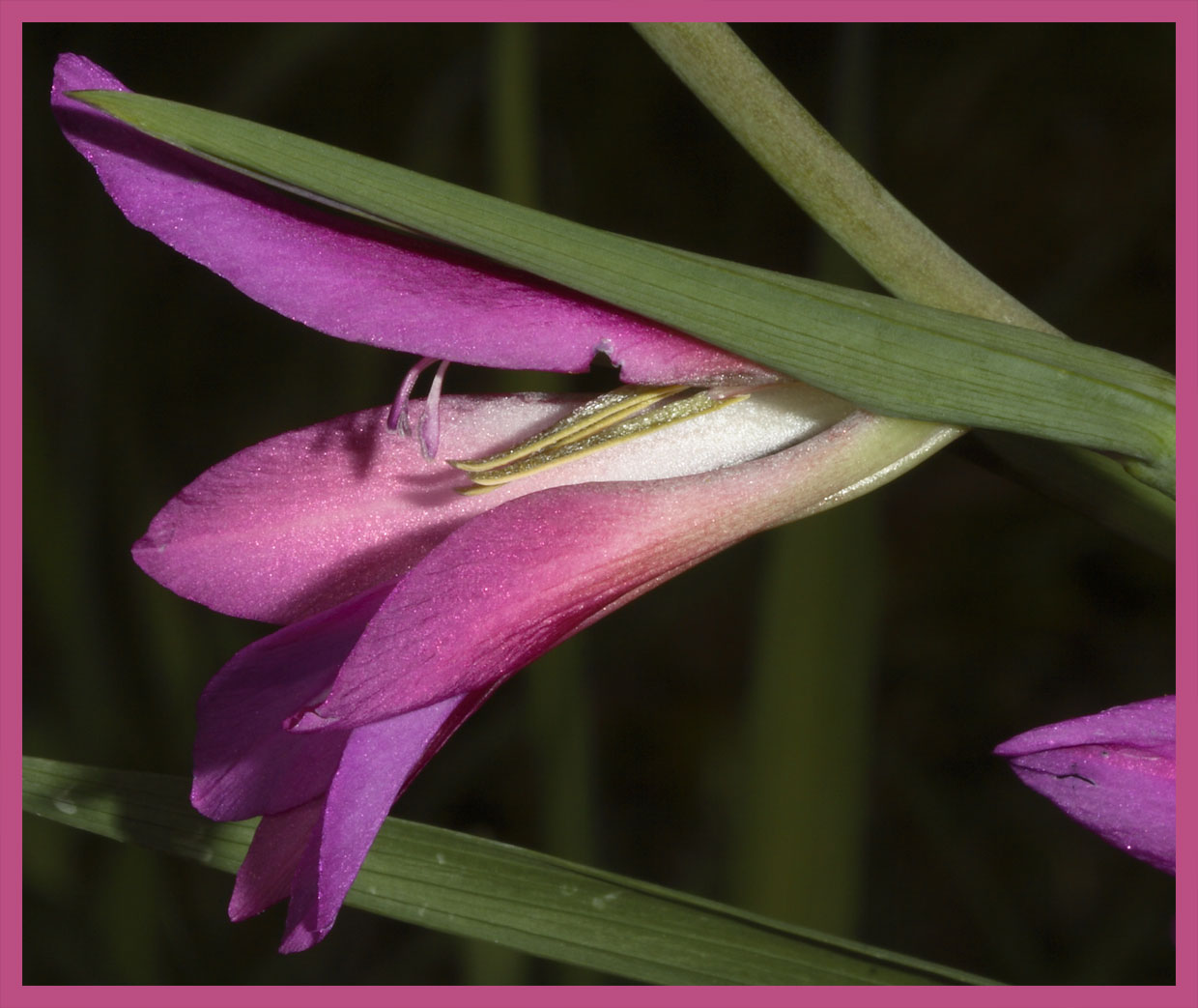 Gladiolus italicus (=segetum) / Gladiolo delle messi