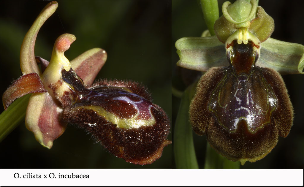 O.ciliata x O.incubacea (ibrido....poco comune)