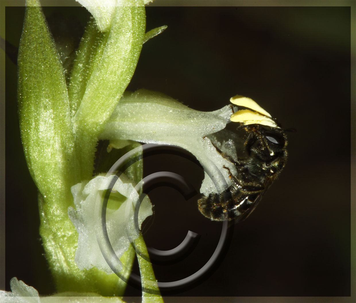 Spiranthes aestivalis (non comune)!