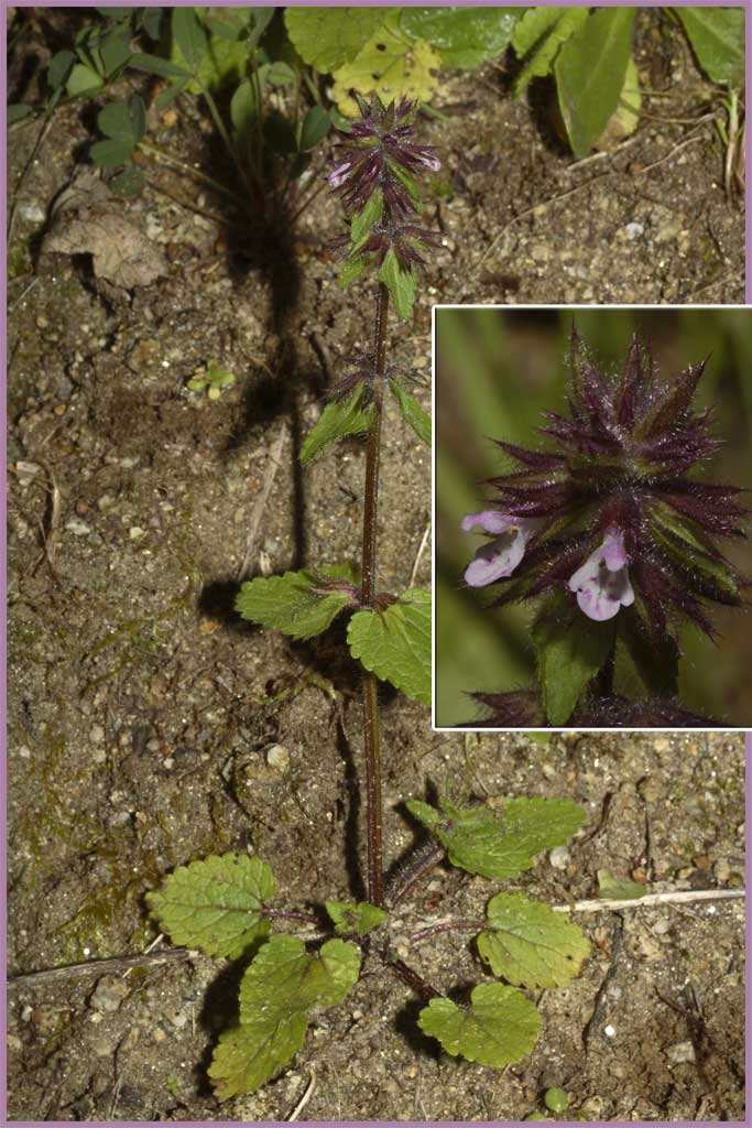 Stachys arvensis / Stregonia dei campi