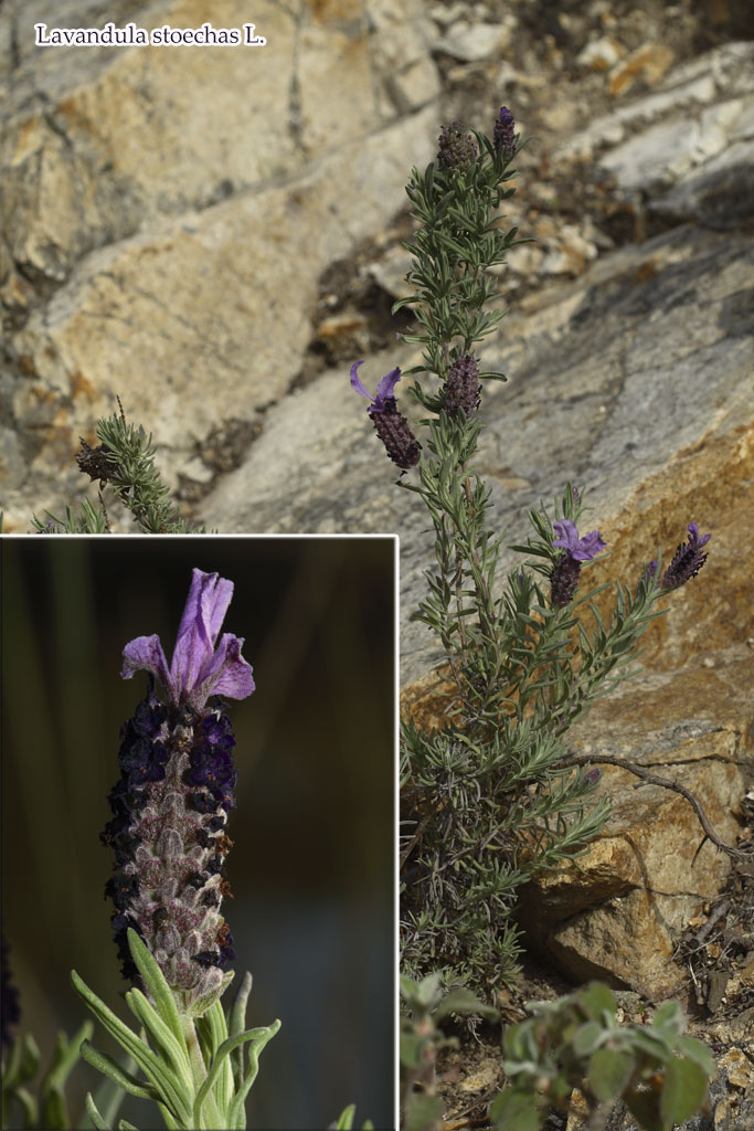 Teucrium fruticansLunaria annuaLavandula stoechas eLobularia